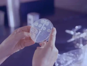 Língua Artificial - Bactérias
