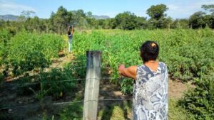 quilombos ecologia