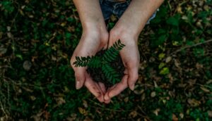 Plano nacional por Desenvolvimento Verde. (Foto: Noah Buscher/Pexels)