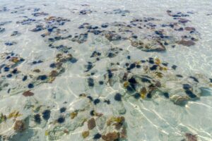 Zanzibar ilha