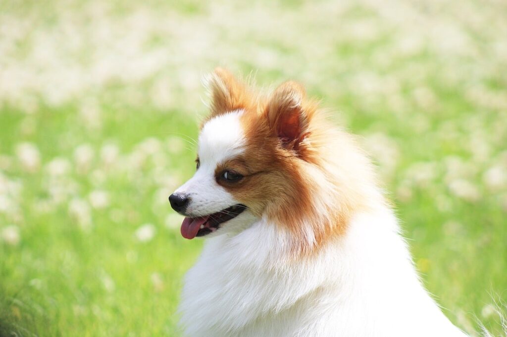 Cachorro