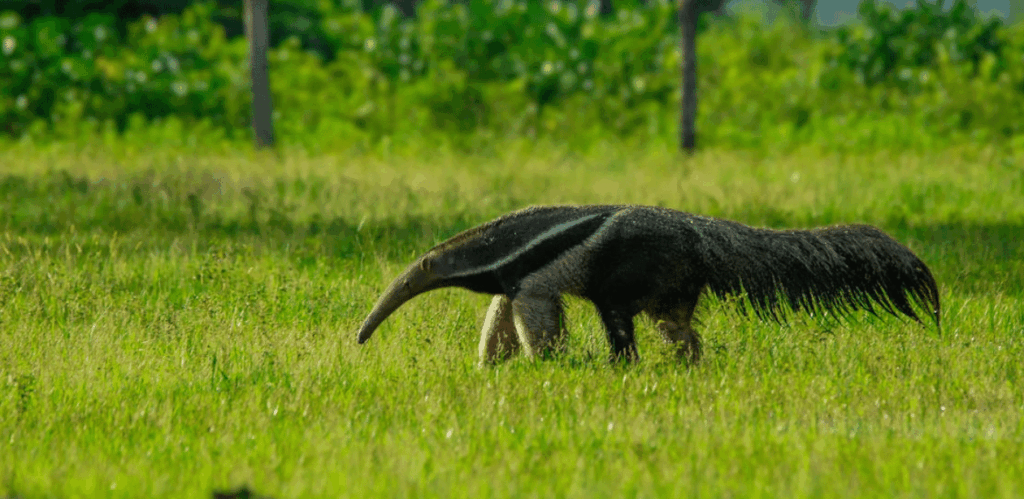 Tamanduá-bandeira resgatado no Pantanal caminhando em área de vegetação nativa após reabilitação