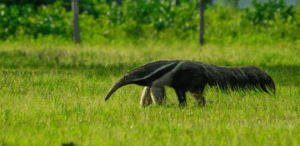Tamanduá-bandeira resgatado no Pantanal caminhando em área de vegetação nativa após reabilitação