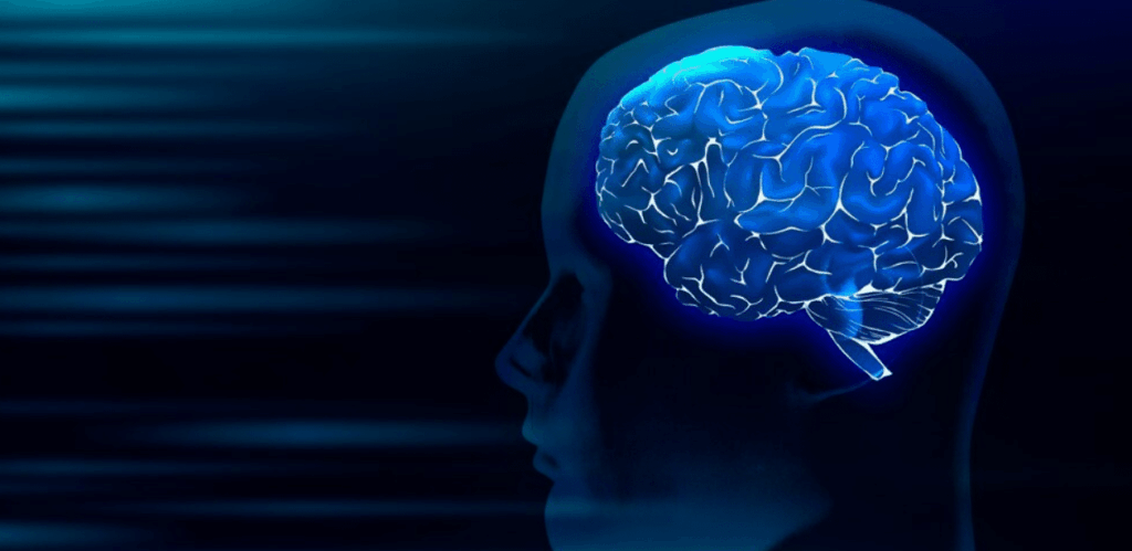 Ilustração de cérebro humano em destaque dentro da silhueta de uma cabeça, representando saúde cerebral e prevenção da demência.