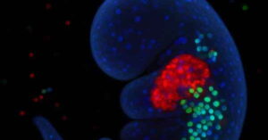 Formação do coração em 3D com células fluorescentes em embrião