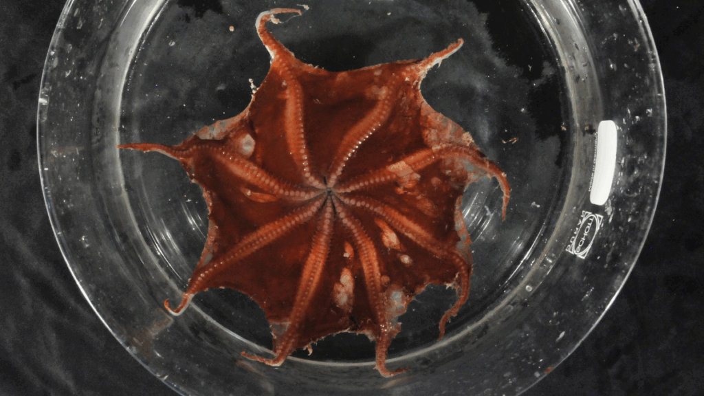 Polvo-flapjack de Carnarvon em habitat marinho profundo