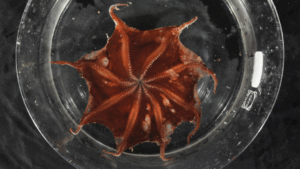Polvo-flapjack de Carnarvon em habitat marinho profundo