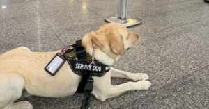 Cão de serviço com colete de identificação em aeroporto