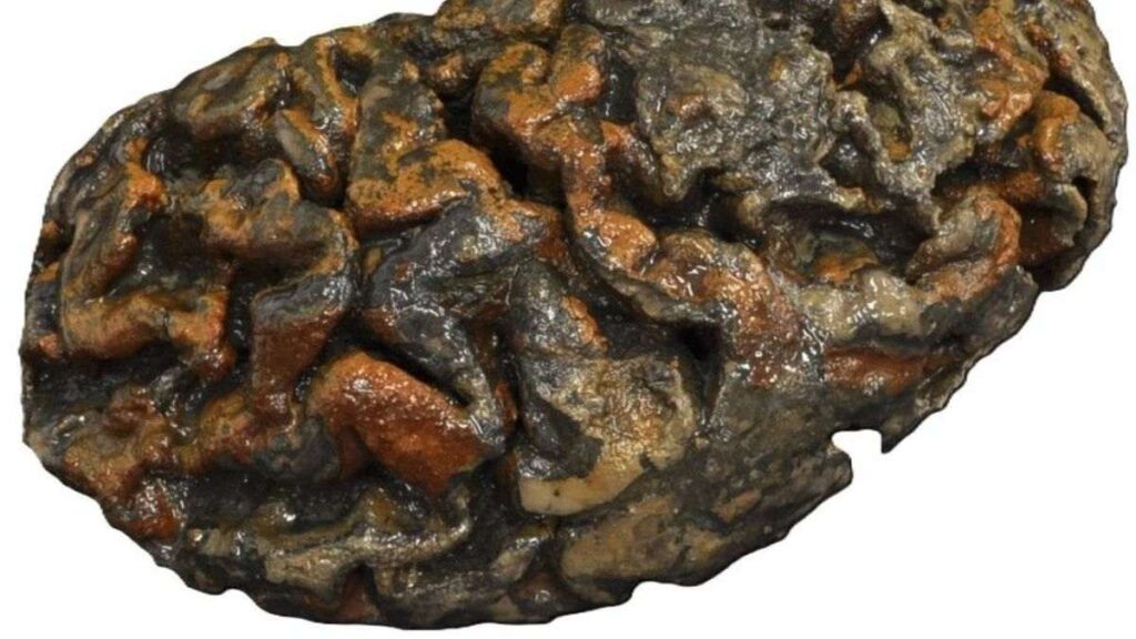 Cérebro humano antigo preservado, com até milhares de anos, mostrando sulcos e dobras ainda visíveis, exemplo dos cérebros antigos preservados estudados por cientistas.